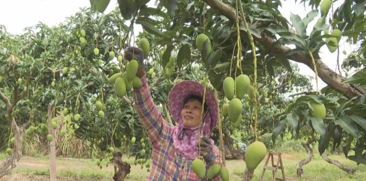 1685608686685387.jpg?x-oss-process=style/w10